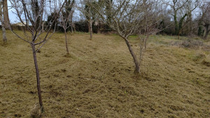 Photo de galerie - Après débroussaillage 