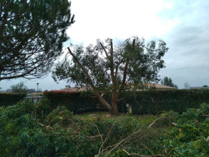 Photo de galerie - étêtage d'un eucalyptus