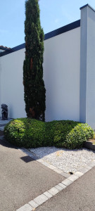 Photo de galerie - Taille de haies et d'arbustes