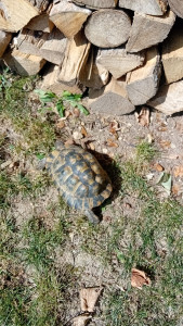 Photo de galerie - Sophie la tortue