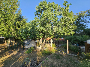 Photo de galerie - Elagage et coupe d'arbres