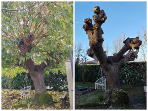 Photo de galerie - élagage 