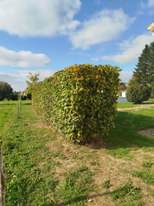 Photo de galerie - Taille de haie 