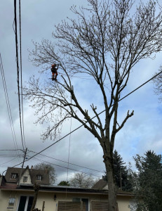 Photo de galerie - Elagage et coupe d'arbres