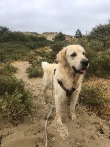 Photo de galerie - Stitch en balade dans les dunes