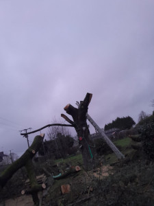 Photo de galerie - Elagage et coupe d'arbres