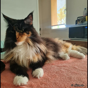 Photo de galerie - Petsitter à Petit Quevilly 