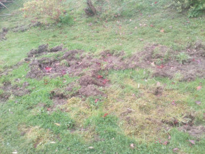 Photo de galerie - Passage d un sanglier 
