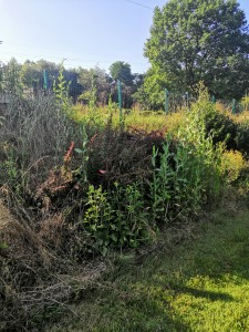 Photo de galerie - Tonte de pelouse - Débroussaillage