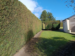 Photo de galerie - Taille de haie 