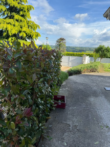 Photo de galerie - Taille de loriers 