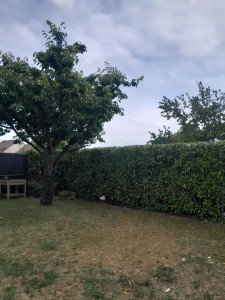 Photo de galerie - Taille de haie 