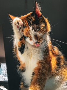 Photo de galerie - Photo animalière 