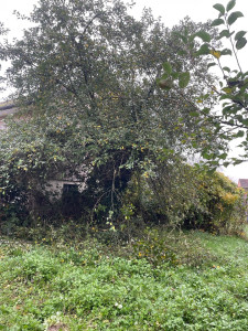 Photo de galerie - Elagage et coupe d'arbres