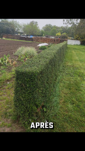 Photo de galerie - Taille de haies et d'arbustes