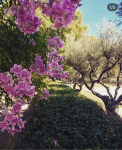 Photo de galerie - Taille de haies et d'arbustes