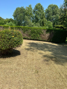Photo de galerie - Entretien d’un espace vert. 3