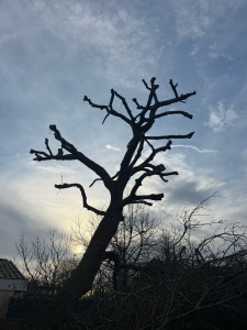 Photo de galerie - Après élagage 