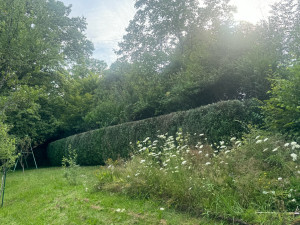 Photo de galerie - Taille de haies et d'arbustes