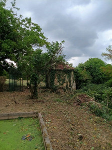 Photo de galerie - Elagage et coupe d'arbres