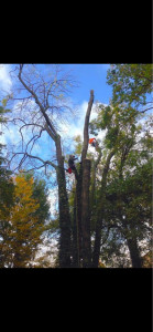 Photo de galerie - Abattage d’arbres