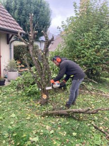 Photo de galerie - Suppression d’un arbre 