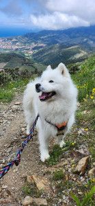 Photo de galerie - Garde chien