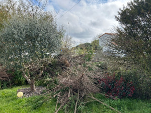 Photo de galerie - Destruction de haie de thuyas, broyage et évacuation par la suite