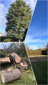 Photo de galerie - Elagage et coupe d'arbres