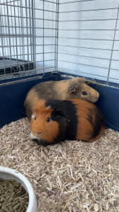 Photo de galerie - Garde de deux loulous ?