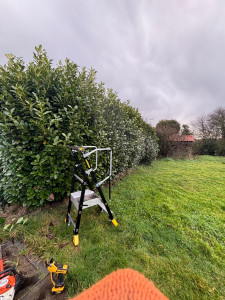 Photo de galerie - Taille de haies et d'arbustes