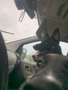 Photo de galerie - Mes petits loups !