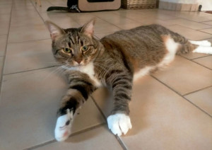 Photo de galerie - Garde chat