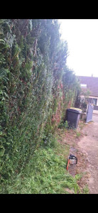 Photo de galerie - Taille de haie 