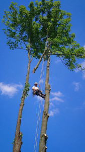 Photo de galerie - Elagage et coupe d'arbres