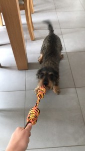 Photo de galerie - Garde chien