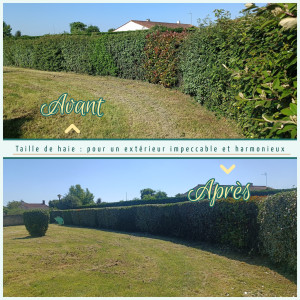 Photo de galerie - Taille de haie
