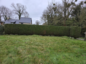 Photo de galerie - Jai rabaisser la haie de 30cm 