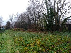 Photo de galerie - Terrain a nettoyé et dessouchage de petites souches d'arbres.