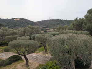 Photo de galerie - Taille de haies et d'arbustes