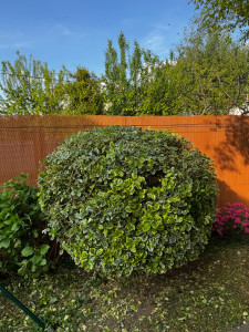 Photo de galerie - Taille de haies et d'arbustes