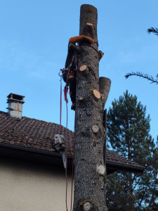 Photo de galerie - Elagage et coupe d'arbres