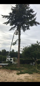 Photo de galerie - étêtage