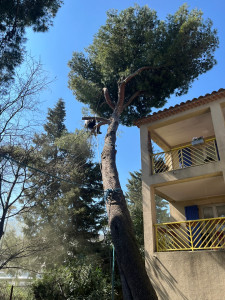 Photo de galerie - Elagage et coupe d'arbres