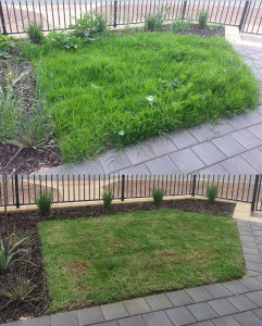 Photo de galerie - Tonte de pelouse - Débroussaillage