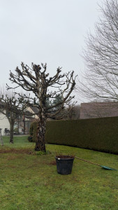 Photo de galerie - Élagage boulot