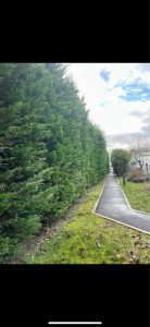 Photo de galerie - Elagage et coupe d'arbres
