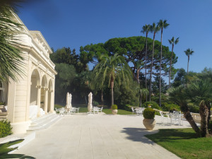 Photo de galerie - Entretien des arbres et palmier 