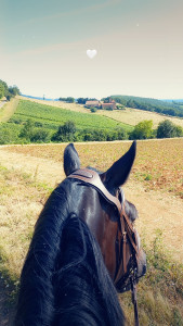 Photo de galerie - Propose une place en pension pour un cheval ou poney sur Aze 71