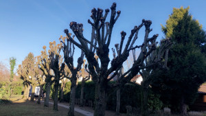 Photo de galerie - Elagage et coupe d'arbres